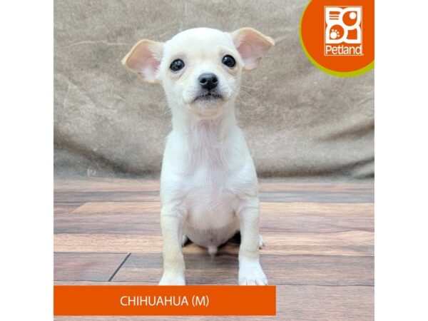 Chihuahua-DOG-Male-Fawn-1850-Petland Gallipolis, OH