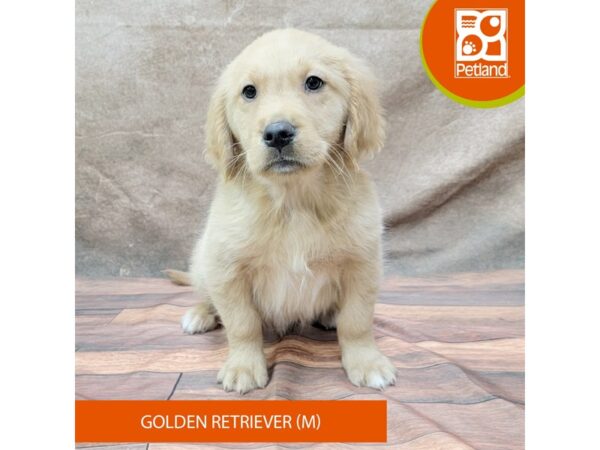 Golden Retriever-DOG-Male-Golden-1849-Petland Gallipolis, OH