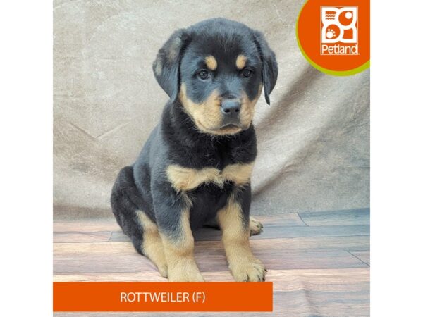 Rottweiler-DOG-Female-Black & Tan-1848-Petland Gallipolis, OH