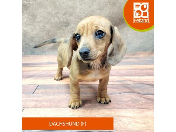 Dachshund DOG Female Red Dapple 1854 Petland Gallipolis, OH