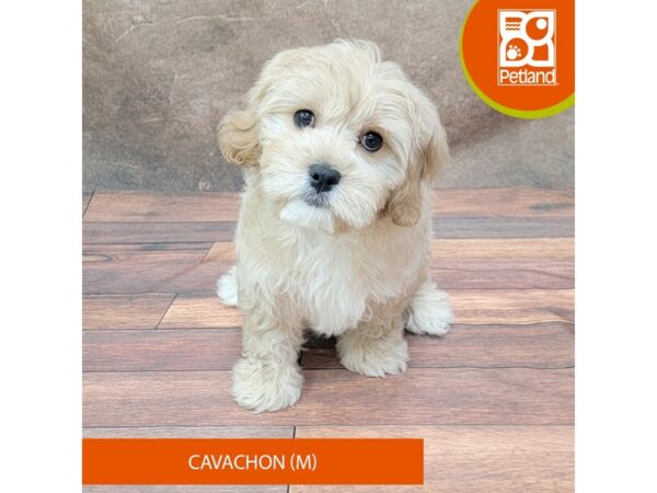 Cavachon-DOG-Male-Apricot-1853-Petland Gallipolis, OH