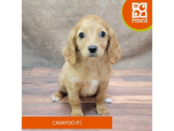 Cavapoo-DOG-Female-Red-1847-Petland Gallipolis, OH