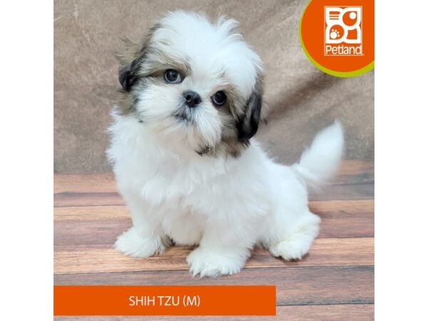 Shih Tzu DOG Male Gold / White 1858 Petland Gallipolis, OH