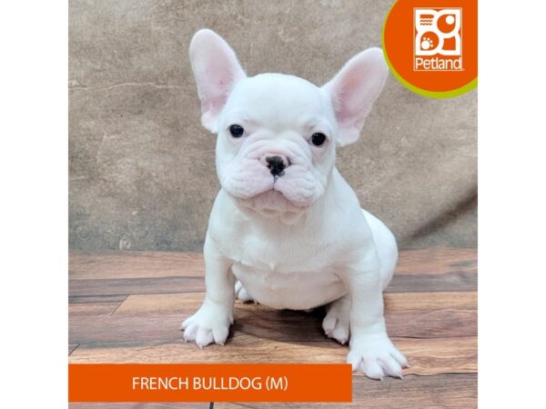 French Bulldog DOG Male White 1855 Petland Gallipolis, OH