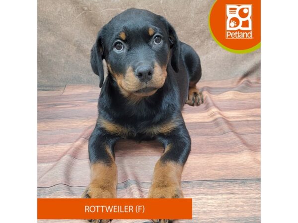 Rottweiler-DOG-Female-Black / Tan-1866-Petland Gallipolis, OH