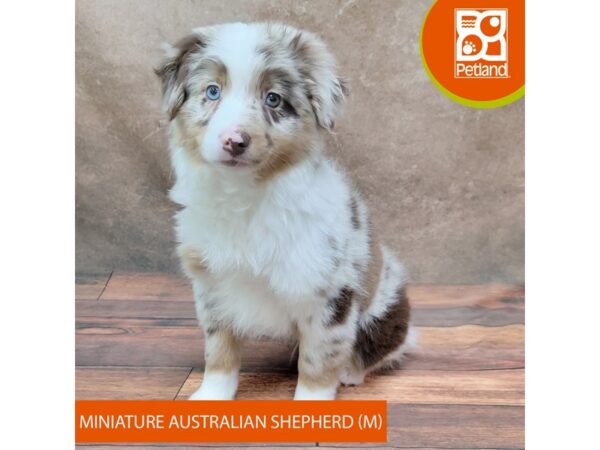 Miniature Australian Shepherd-DOG-Male-Red Merle-1865-Petland Gallipolis, OH