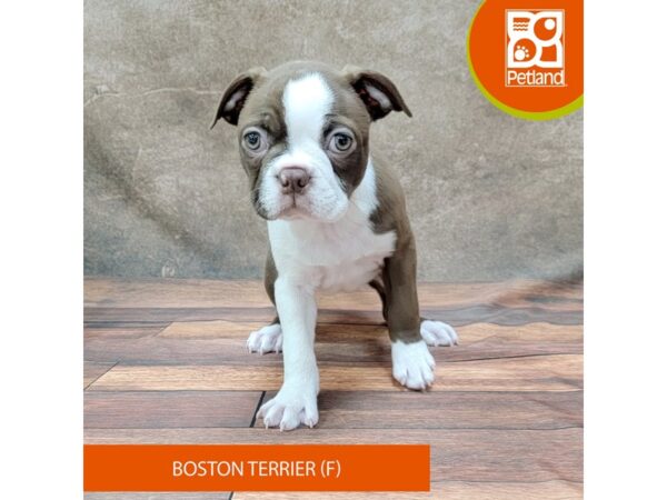 Boston Terrier-DOG-Female-Red / White-1864-Petland Gallipolis, OH