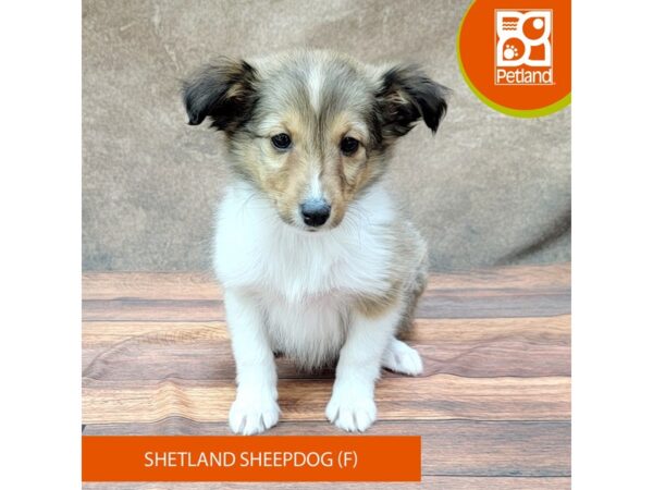 Shetland Sheepdog-DOG-Female-Sable-1863-Petland Gallipolis, OH