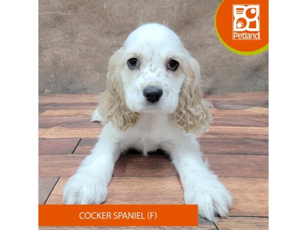 Cocker Spaniel DOG Female Buff / White 1862 Petland Gallipolis, OH