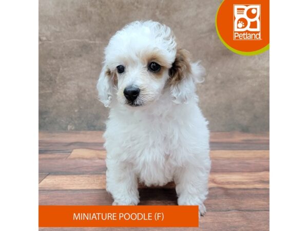 Miniature Poodle DOG Female White 1861 Petland Gallipolis, OH