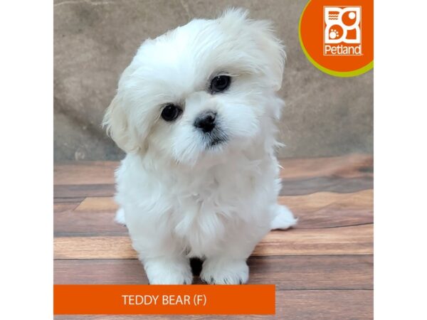 Teddy Bear DOG Female Cream / White 1859 Petland Gallipolis, OH