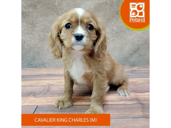 Cavalier King Charles Spaniel-DOG-Male-Ruby-1860-Petland Gallipolis, OH