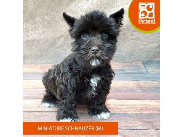 Miniature Schnauzer-DOG-Male-Chocolate-1869-Petland Gallipolis, OH