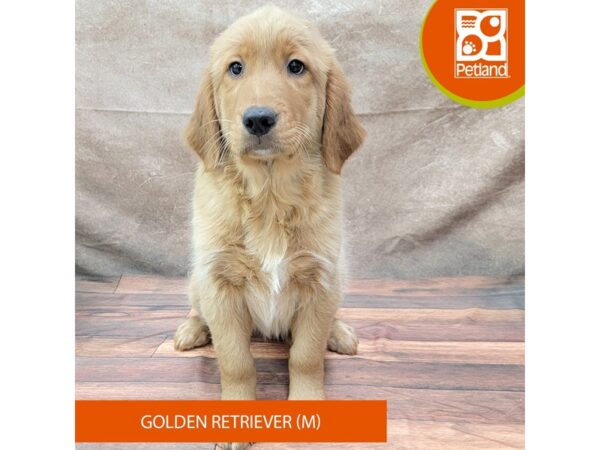 Golden Retriever-DOG-Male-Golden-1868-Petland Gallipolis, OH