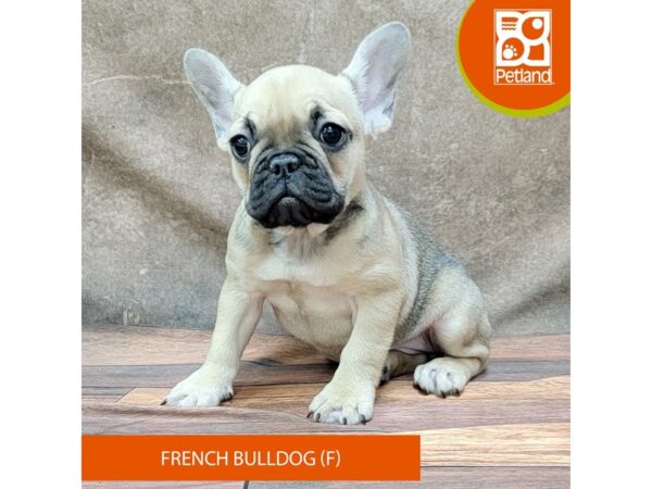 French Bulldog DOG Female Fawn / Tan 1867 Petland Gallipolis, OH