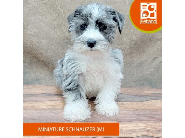 Miniature Schnauzer DOG Male Blue Merle 1882 Petland Gallipolis, OH