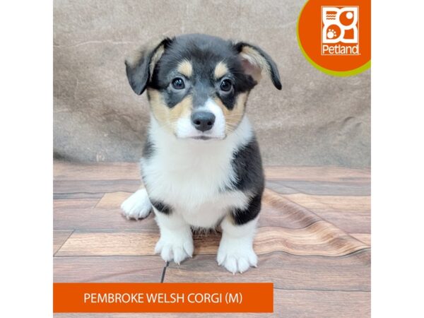 Pembroke Welsh Corgi-DOG-Male-Tri-Colored-1881-Petland Gallipolis, OH