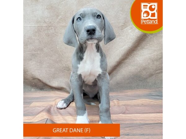 Great Dane-DOG-Female-Blue-1879-Petland Gallipolis, OH