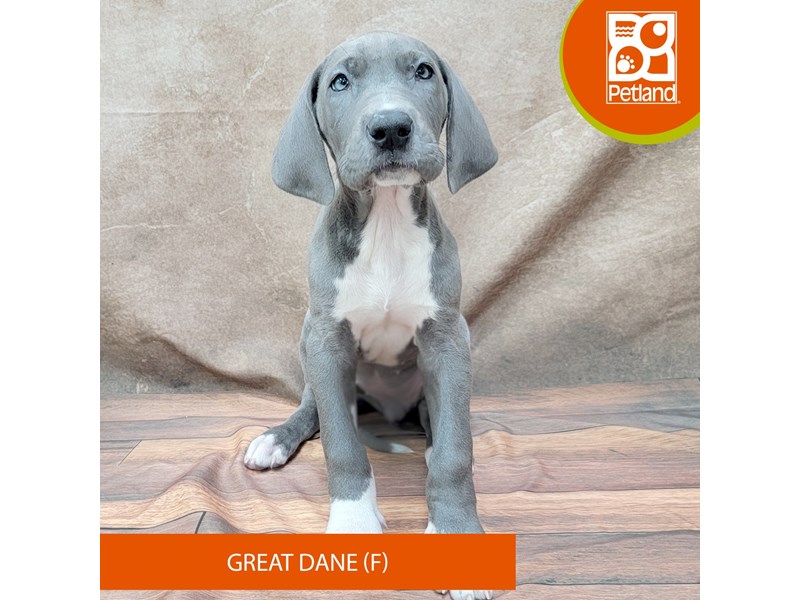 Great Dane-Female-Blue-4018849-Petland Gallipolis, OH