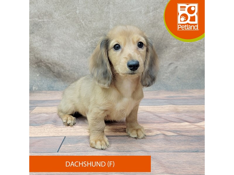Dachshund-Female-Wild Boar-4018225-Petland Gallipolis, OH