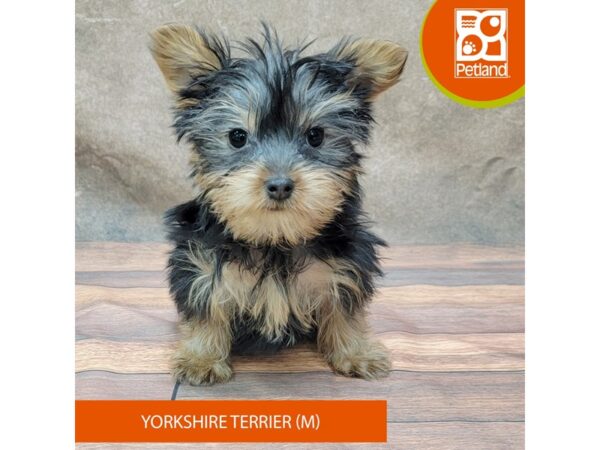 Yorkshire Terrier DOG Male Black / Tan 1877 Petland Gallipolis, OH