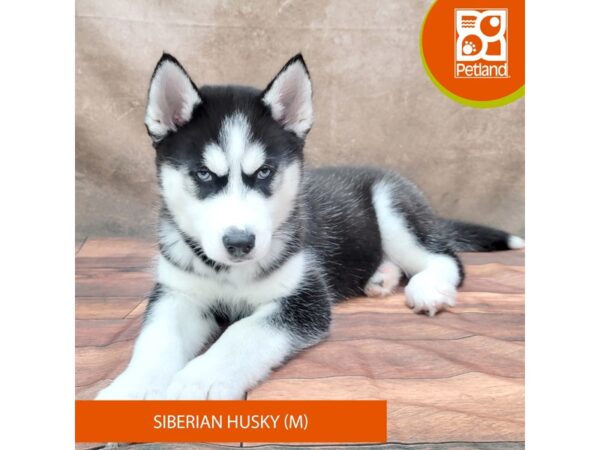 Siberian Husky DOG Male Black / White 1875 Petland Gallipolis, OH