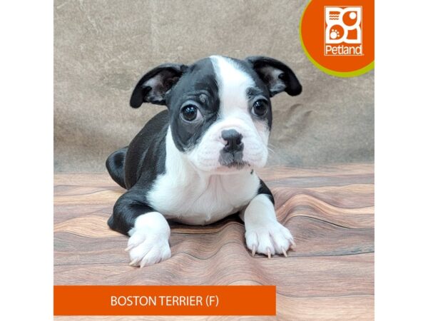 Boston Terrier DOG Female Black / White 1874 Petland Gallipolis, OH