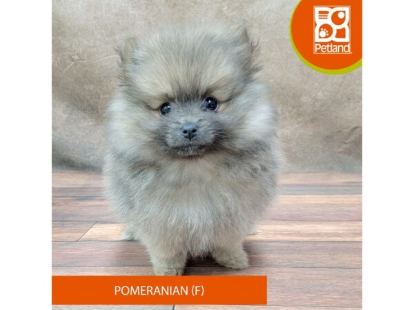 Pomeranian DOG Female Sable 1872 Petland Gallipolis, OH