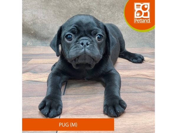 Pug-DOG-Male-Black-1871-Petland Gallipolis, OH