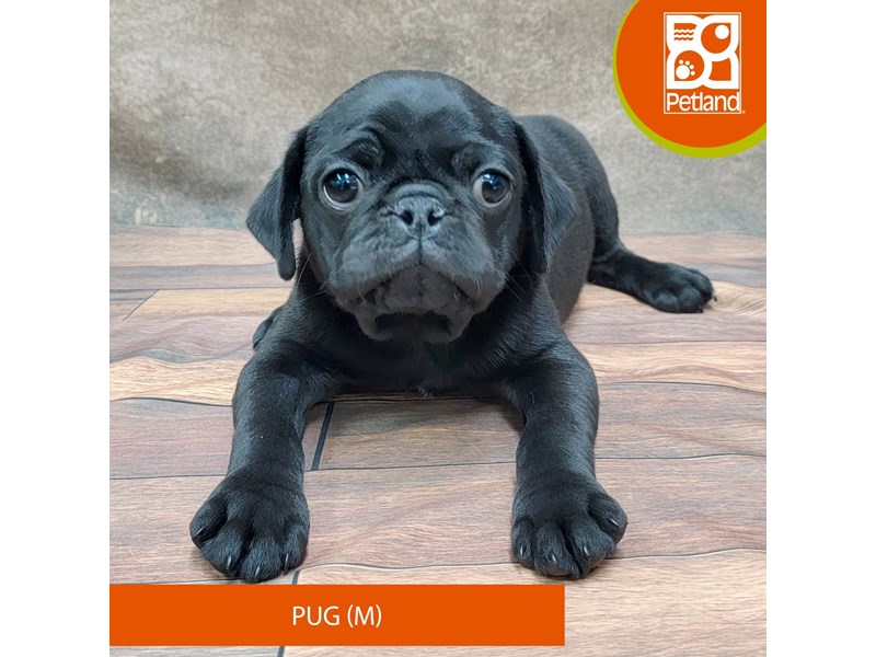 Pug-Male-Black-4010346-Petland Gallipolis, OH