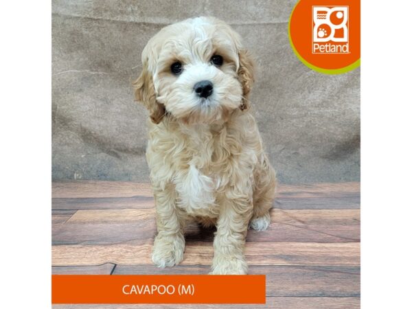 Cavapoo DOG Male Apricot 1884 Petland Gallipolis, OH