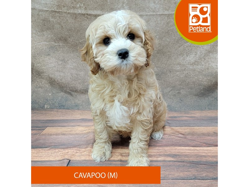 Cavapoo-Male-Apricot-4028487-Petland Gallipolis, OH