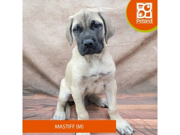 Mastiff-DOG-Male-Fawn-1886-Petland Gallipolis, OH