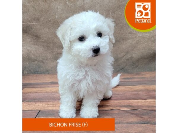 Bichon Frise DOG Female White 1888 Petland Gallipolis, OH