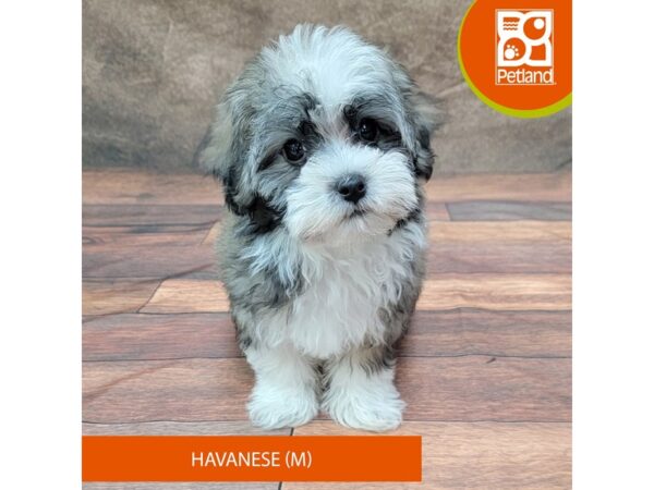 Havanese-DOG-Male-Tri-1891-Petland Gallipolis, OH