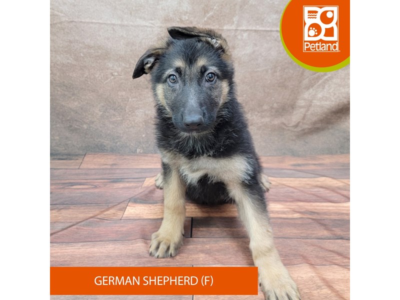 German Shepherd-Female-Black / Tan-4039260-Petland Gallipolis, OH