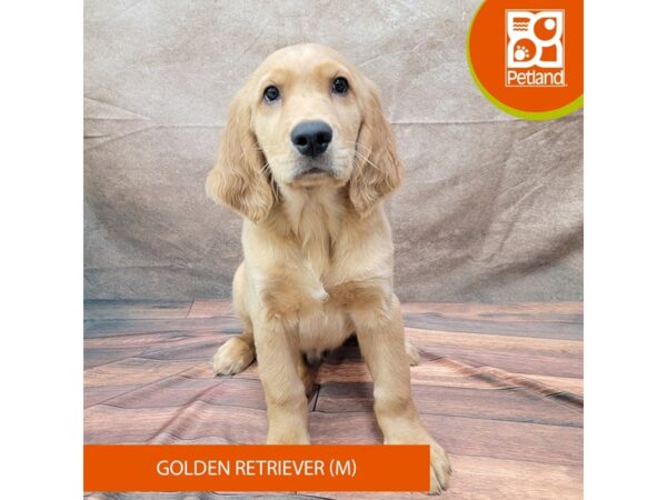 Golden Retriever-DOG-Male-Dark Red-1893-Petland Gallipolis, OH