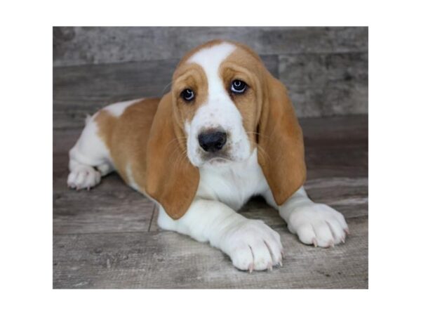 Basset Hound DOG Female Red / White 1898 Petland Gallipolis, OH