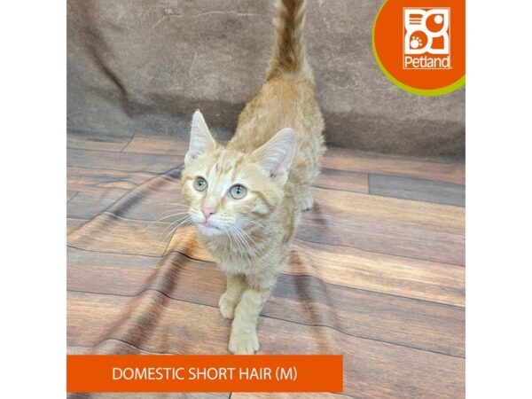 Domestic Short Hair-CAT-Male-Orange Tabby-1899-Petland Gallipolis, OH