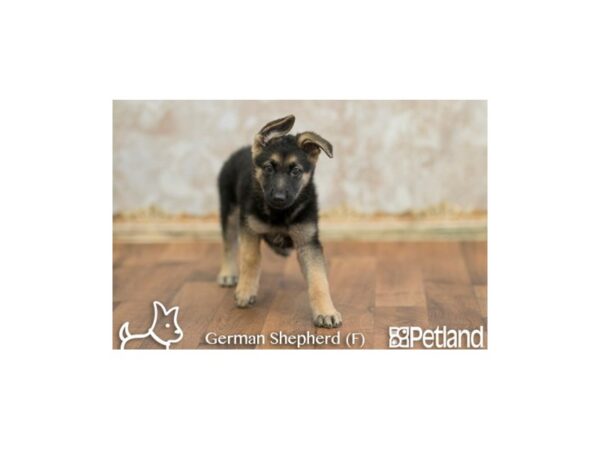 German Shepherd DOG Female black tan 524 Petland Gallipolis, OH