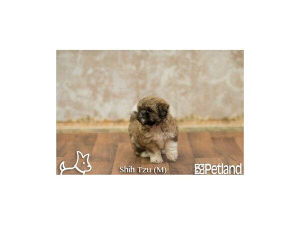 Shihtzu DOG Male Brown White 535 Petland Gallipolis, OH