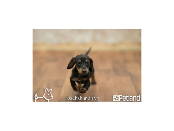 Dachshund-DOG-Male-BLK TAN-523-Petland Gallipolis, OH