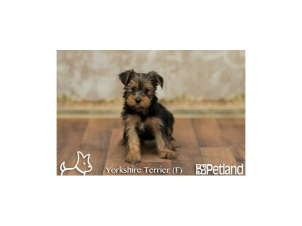 Yorkshire Terrier DOG Female Black Tan 534 Petland Gallipolis, OH