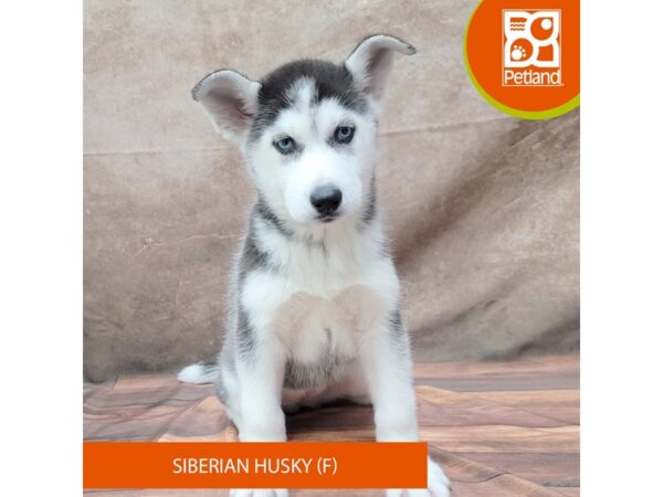 Siberian Husky Dog Female Black / White 1873 Petland Gallipolis, OH