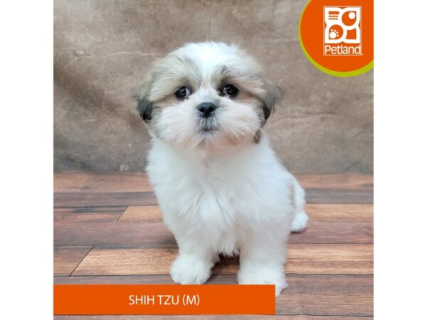 Shih Tzu-Dog-Male-Gold / White-1885-Petland Gallipolis, OH