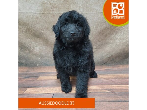 Aussiedoodle Dog Female Black 1887 Petland Gallipolis, OH