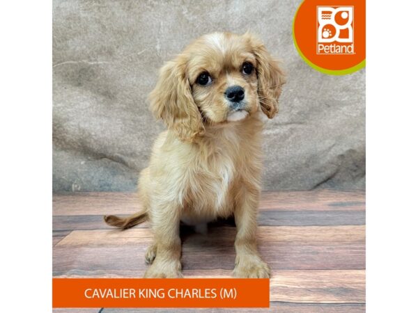 Cavalier King Charles Spaniel-Dog-Male-Ruby-1889-Petland Gallipolis, OH