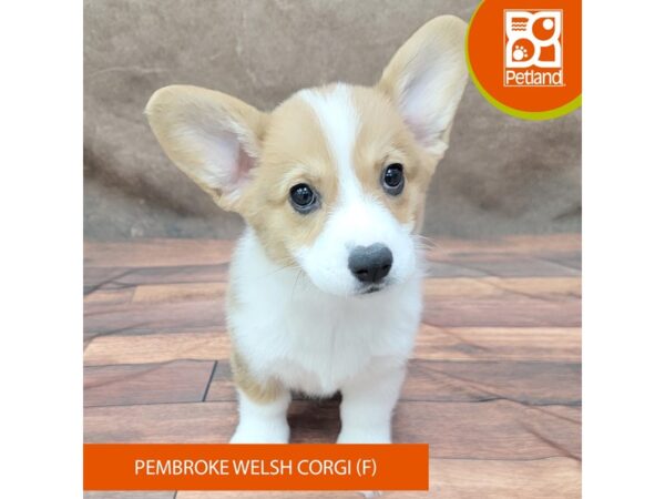 Pembroke Welsh Corgi-Dog-Female-Sable / White-1897-Petland Gallipolis, OH