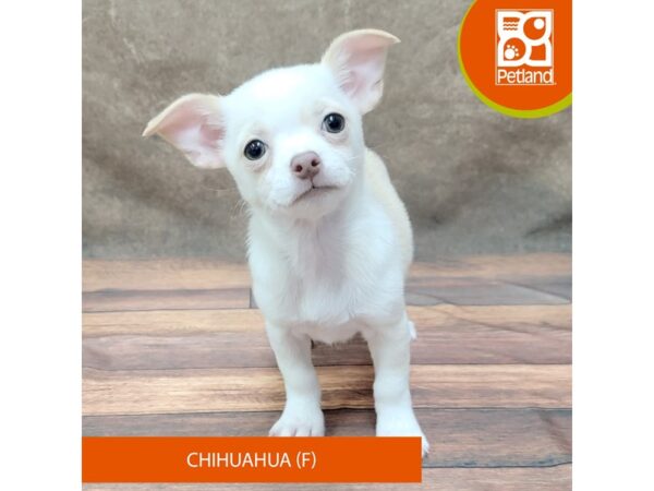 Chihuahua-Dog-Female-Fawn-1896-Petland Gallipolis, OH