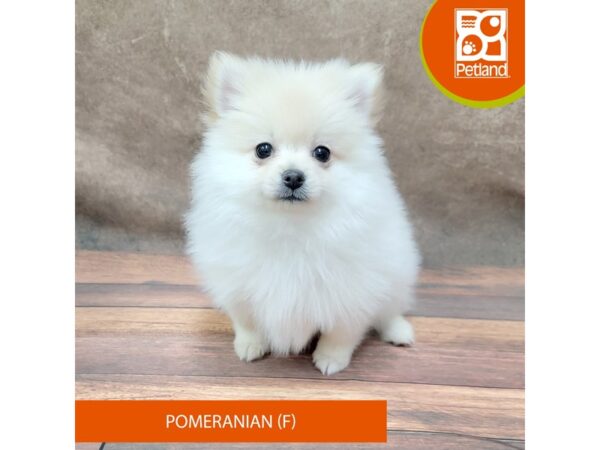 Pomeranian-Dog-Female-Cream-1895-Petland Gallipolis, OH